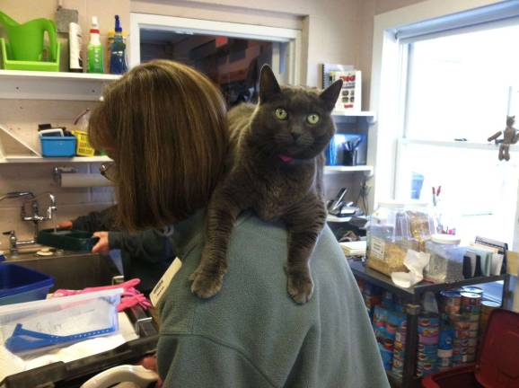 Scarlet is pretty comfortable at the shelter, but would love to have a forever home soon.