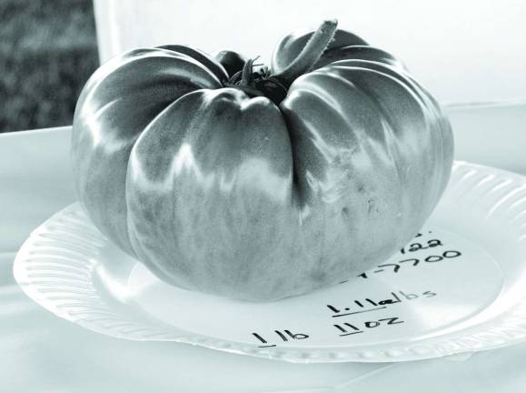 File photo provided by Peter Lyons Hall Darryl Slate of Vernon, N.J., won last year&#xed;s inaugural largest tomato contest with one that weighed one pound, 11 ounces. The world record is seven and three-quarters pounds.