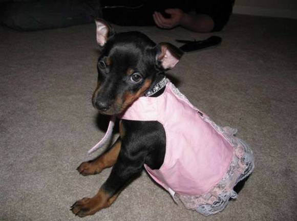 Submitted by Sarah Shenise of Hewitt, NJ Zoey, 1 year old.