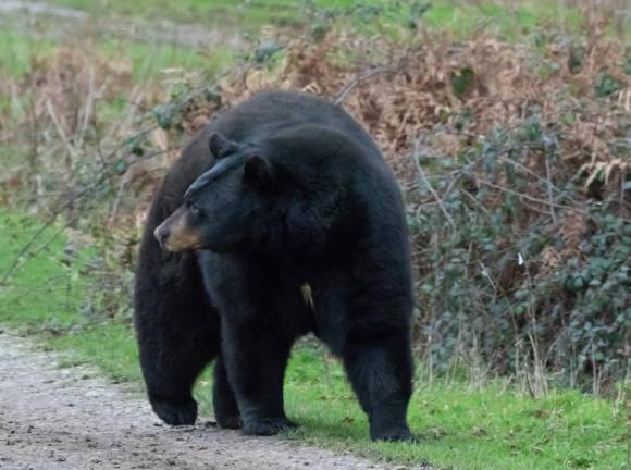 Beware of bears emerging from winter dens