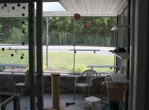 Photos by Ginny Raue The new cattery allows free roaming and fresh air for the cats wating to be adopted into a loving home.