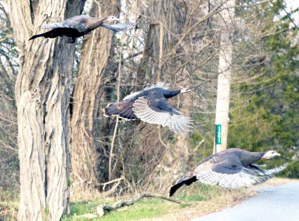 Wild turkeys on the fly