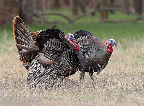 Time to hunt turkey