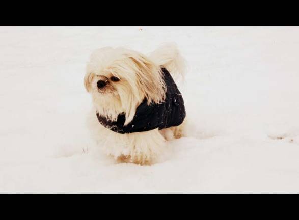 Submitted by Maria Elena Robayo of Warwick, N.Y. "Ty is a city dog and when we go to Warwick he enjoys playing with the snow."