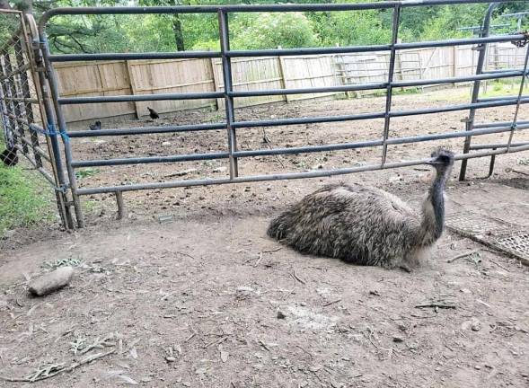 Vance the emu, at home.