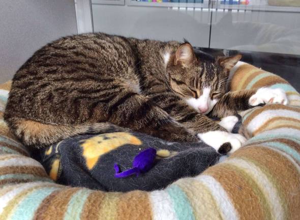 Pacino would rest easy if he had a forever home.