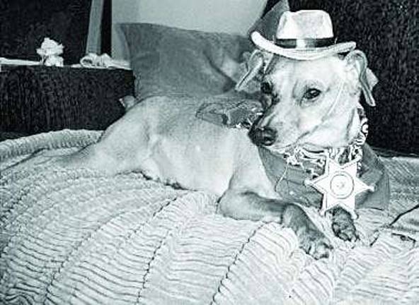 Submitted by Vanessa Solomon of Monroe, NY Sheriff Bambi, 4 years old.