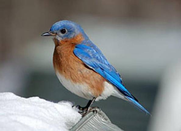 A Bluebird Walk is scheduled Sunday, June 11 at the New Jersey State Botanical Garden in Ringwood. (Photo courtesy of Bergen County Audubon Society)