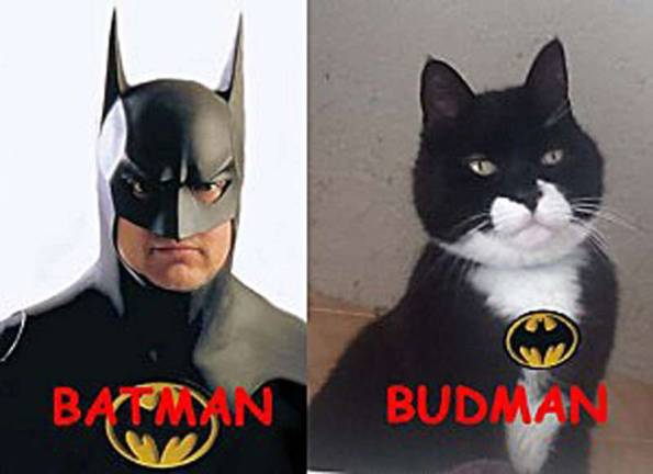 Bud will make a very special pet for someone. Come by and visit with him.