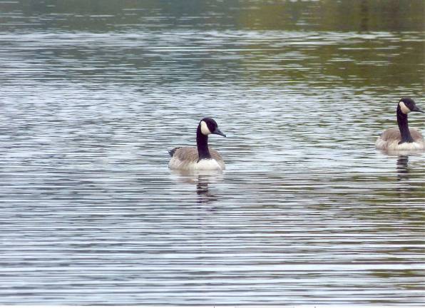Geese by Patrick Zovistoski of West Milford.