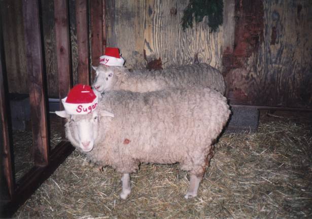 Submitted by Jean Blancato of West Milford, N.J. "Here are Sugar and Honey of Macopin Farm wearing their Santa hats."