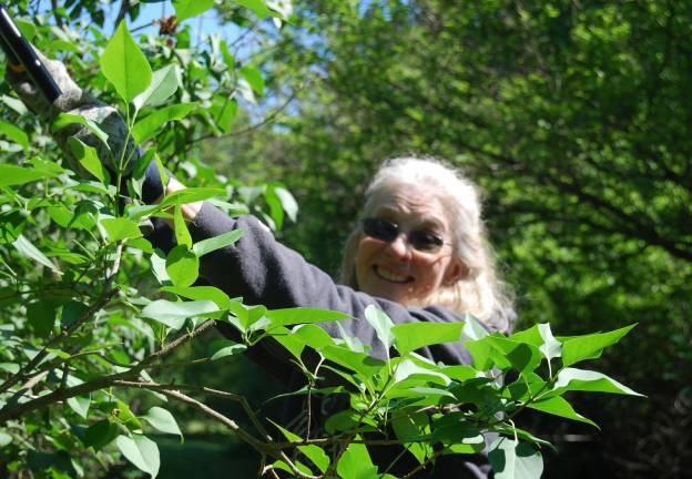 NJBG volunteer Elizabeth Choby at work among the lilacs. Photo courtesy NJBG