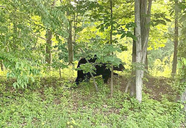 A bear seen around a residential neighborhood in Montague, NJ, near the Pennsylvania border.