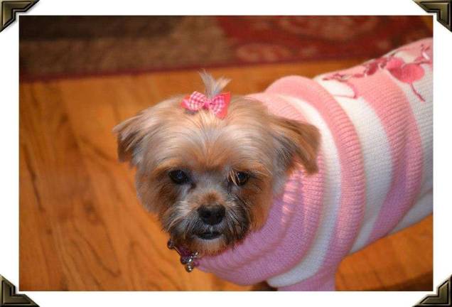 Submitted by Tamara Krueger of Andover, N.J. "Izzie is our rescued Shorki. Her original owner was a Marine who was deployed and had to leave her and her twin brother behind."