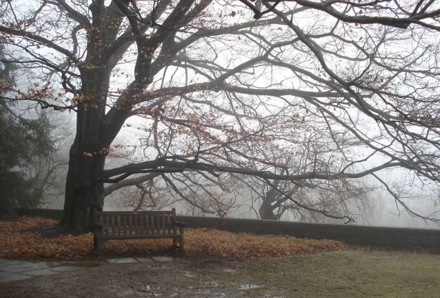 Photo by Maja Britton On the terrace at Skylands Manor, an early spring fog silhouettes one of the Botanical Garden’s stately copper beeches, with an enormous weeping cherry behind it. Both trees will be splendidly colorful in just a few weeks time. The bench provides a lovely view of the Ramapo Highlands. Meet these and many other beautiful trees at NJBG’s annual End-of-Winter Tree Walk.