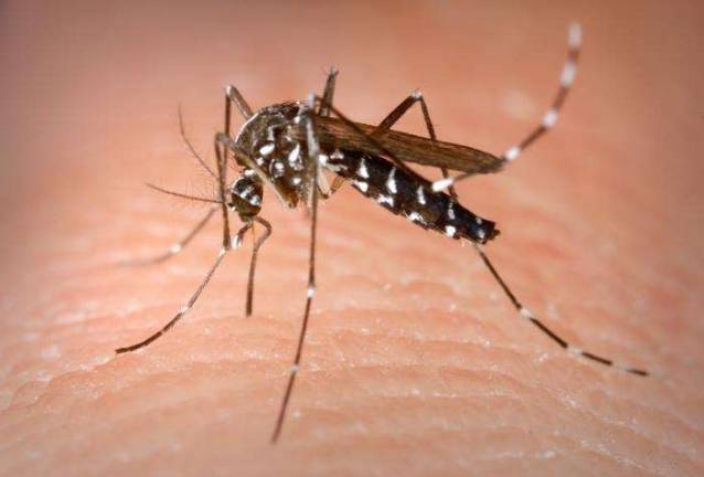 Residents can keep mosquitoes at bay