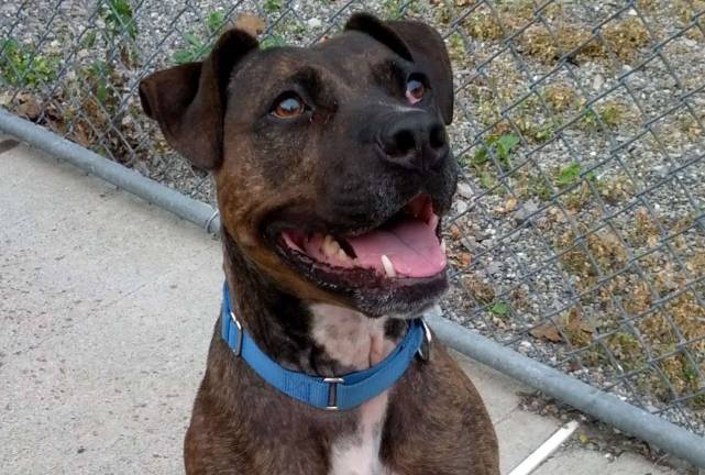 What a great guy Bean is! And he's available. Stop by the West Milford Animal Shelter to meet him.
