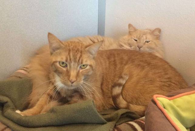 Hemi, in front, and Harry are quite the pair and need to be adopted together.