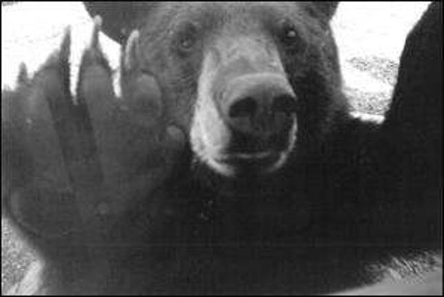 A mountain lion seen on the trails of Wawayanda