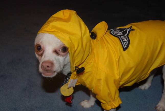 Submitted by Tanya Strak of Newton, NJ Anubis, 5, Chihuahua.