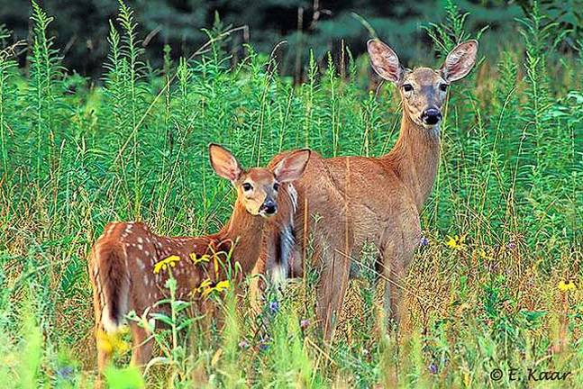 Photo provided by Edwin Kaar Deer are frequent visitors in the meadows at NJBG. They are kept out of the Rhododendron and Hostas Gardens by a very tall fence. Learn how to keep them out of your back yard in a program on Deer-Resistant Plantings at the New Jersey State Botanical Garden, on Saturday, Sept. 20, 2014, at 1 p.m.