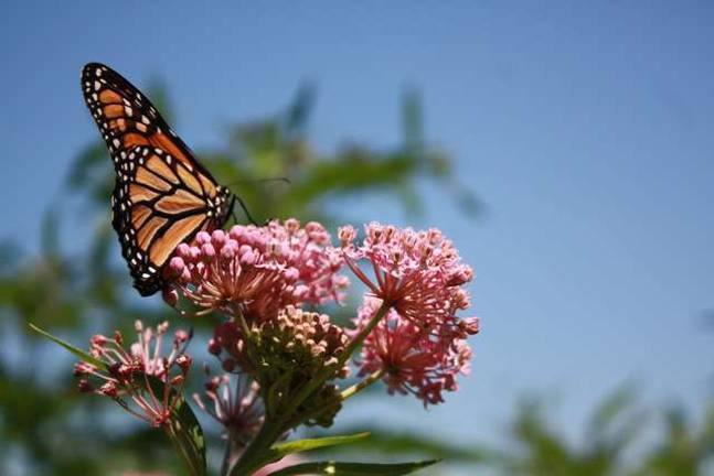 Photo by Marie Longo Monarch Butterfly on milkweed. NJBG and the Bergen County Audubon Society are teaming up to celebrate everyone’s favorite flying jewels on Butterfly Day, Aug. 10, 2014, from 12 noon until 3 p.m. at the New Jersey State Botanical Garden. .