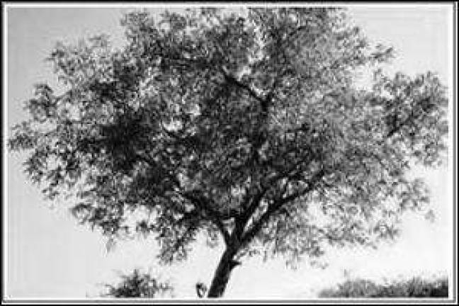 Free trees for schoolyard habitats