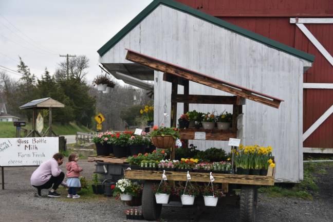 A rainy weekday morning doesn't stop visitors from coming to the Springhouse Dairy farmstand. By 10:30 a.m., the fridge that was filled with milk that morning needed to be restocked.