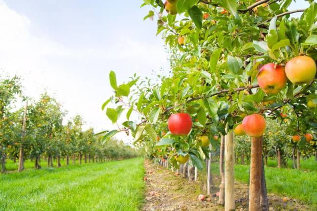 Apple orchard