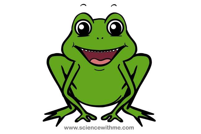 Ribbit! Family Frog Nights return