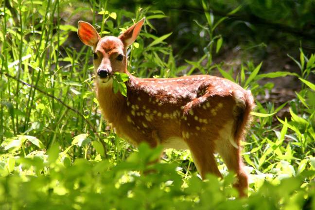 The lone fawn