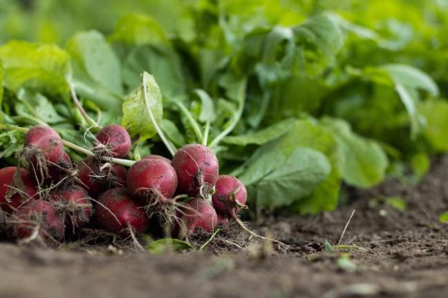 Community garden kickoff meeting is tonight at library