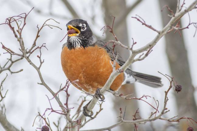 Rockin' robin