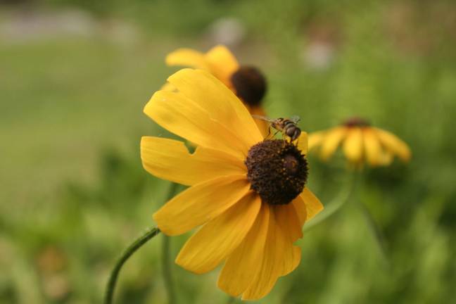 Black-eyed Susans are a sure sign of spring. This one, with a busy bee on it, got the interest of West Milford Messenger photographer Don Webb.