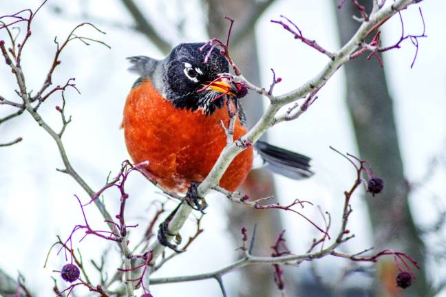 Rockin' robin