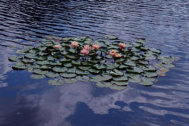 Lily pad and cloud reflection on Lake Melody. Also known as water lilies, these plants appear to be floating but are actually rooted in the ground at the bottom of the lake. They can provide food for fish and shade underneath and warmth at night for lake denizens. Photo by Ginny Raue
