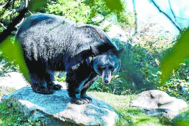 Annual bear hunt gets under way in northern New Jersey