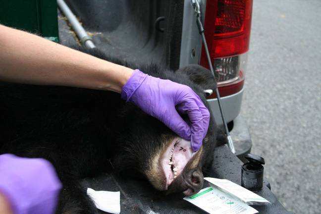 Bear killed after breaking into Pinecliff Lake home