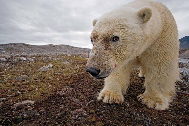 Photo credit Paul Nicklen Looking towards an uncertain future, a huge male bear triggers a camera trap, taking his own picture.