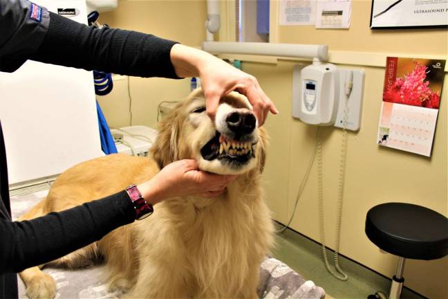 Greenwood Lake Animal Hospital sheds light on pet dental health