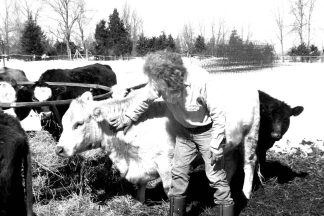 High Breeze farms the old fashioned way