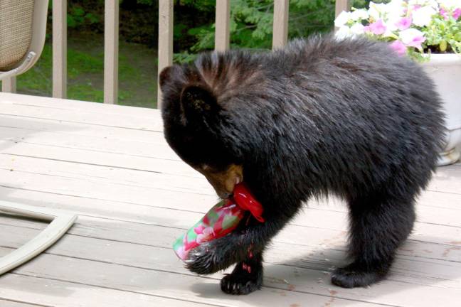 Not content with just a few licks, this little bear cub made off with the whole hummingbird feeder from Messenger photographer Ginny Raue's deck.