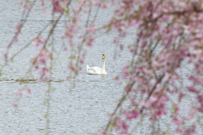 Spring swan on Greenwood Lake