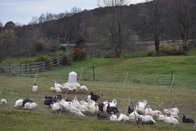 Turkeys at Flatbrook Farm, which uses a beyond-organic rotational grazing system, in which poultry follows in the wake of cows (Photo by Becca Tucker)