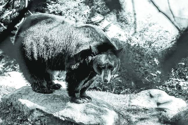 Annual bear hunt gets under way in northern New Jersey