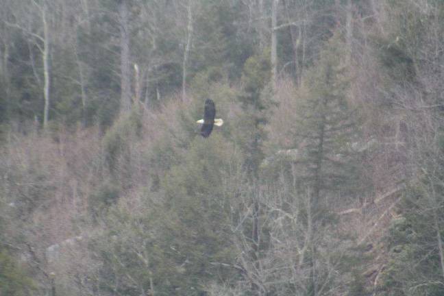 Photos by Kyle O'Connell A bald eagle flying sideways.