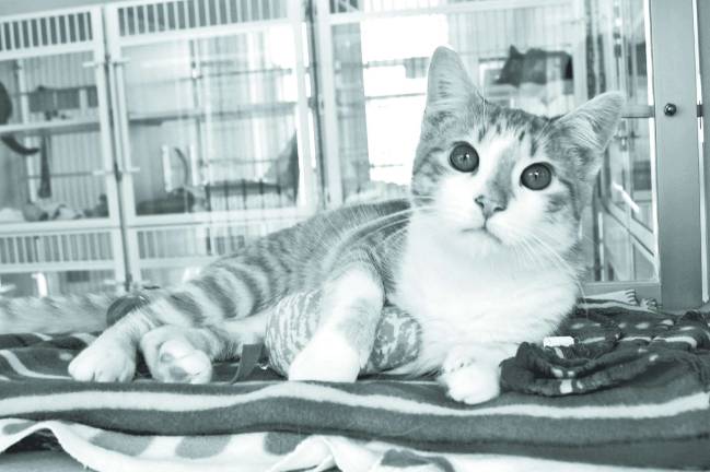 Liam is the baby of the group at only six months old.