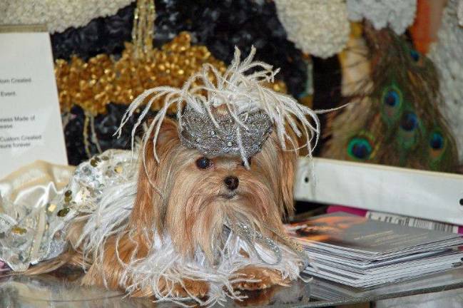 Submitted by Pauline Imbro-Allen of Hawley, Pa. "Twiggy was awarded the PAWS Award at the NY Pet Fashion Show for her Therapy Dog Visits and Reading Program visits both at the Hawley Library with Jean Kammer and Wallenpaupack North Primary School with Beverly Smith. The Theme for the evening was the Roaring 20's. Twiggy dresses regularly to put smiles on people's faces."