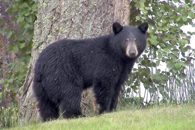 An example of a type of black bear commonly seen in our area, but not the culprit.