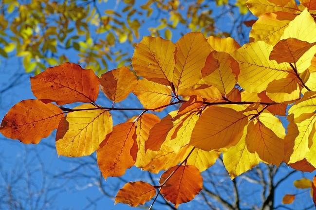 Upcoming fall festivals